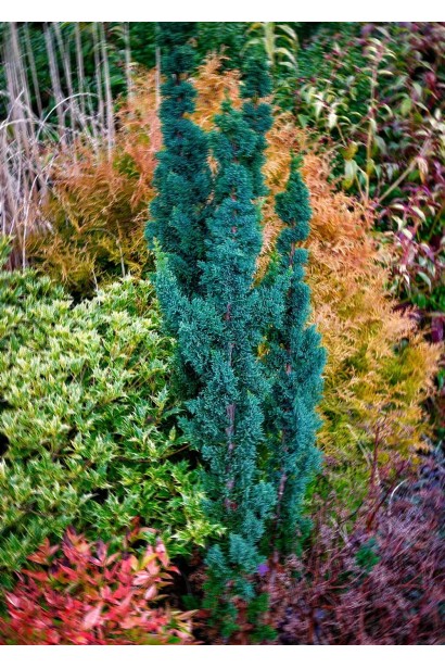 Chamaecyparis l. ’Wissel’s Saguaro’